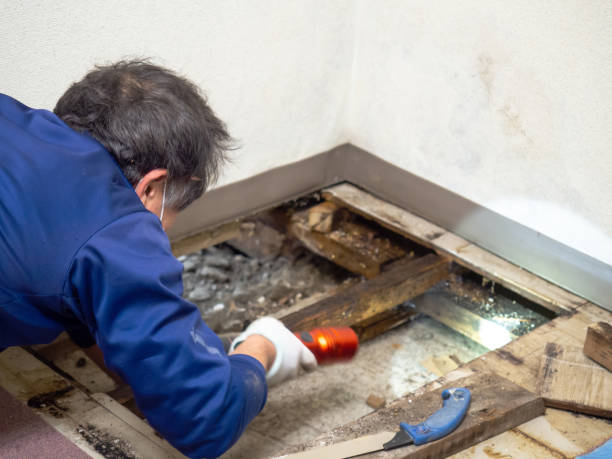 Best Office Mold Removal Services  in Pendleton, IN