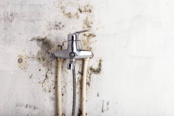 Best Toxic Mold Removal  in Pendleton, IN