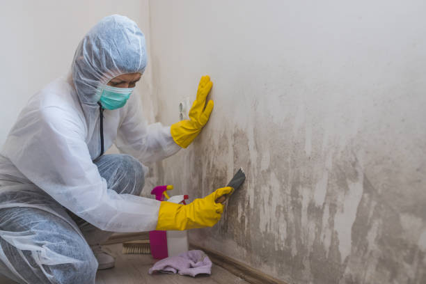 Trusted Pendleton, IN Mold Removal Experts