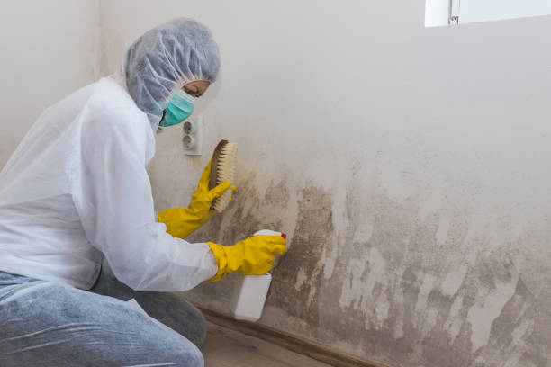 Best Certified Mold Removal  in Pendleton, IN