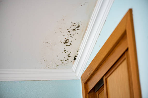 Best Black Mold Removal  in Pendleton, IN