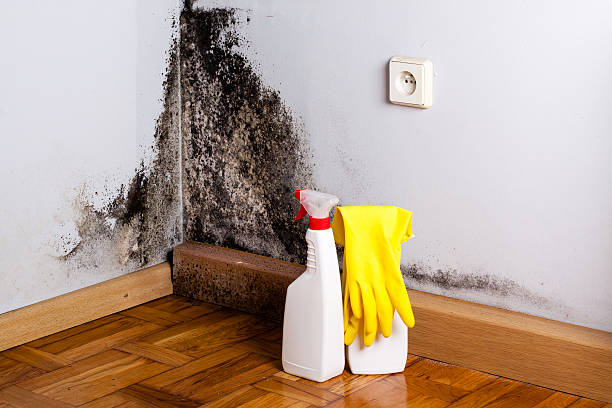 Mold Removal Process in Pendleton, IN