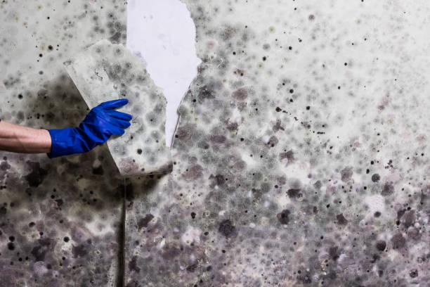 Best Mold Inspection  in Pendleton, IN