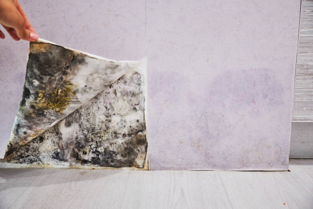 Best Home Mold Removal  in Pendleton, IN